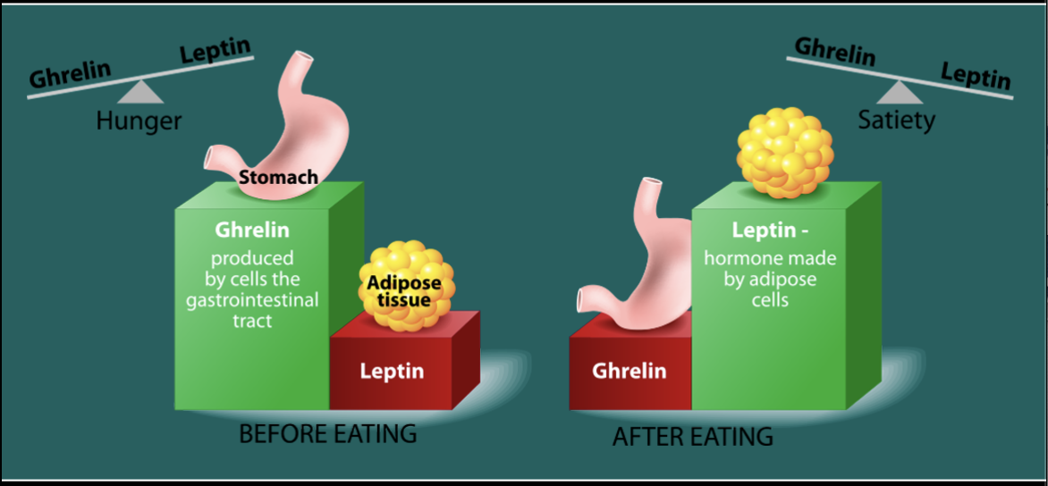 <p>Ghrelin is the Hunger Hormone made from GI tract<br>Leptin is the Satiety hormone made from adipose cells</p>