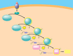 <p>Explain the process of cell signaling.</p>