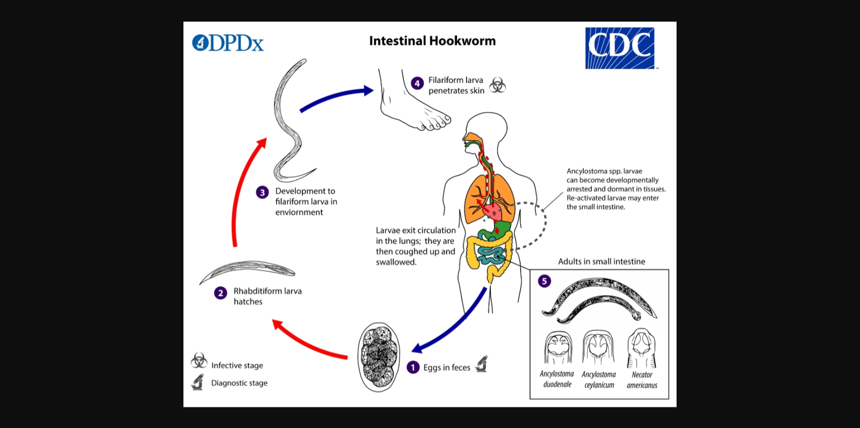 <p>eggs pass in feces —> hatch in soil —> feeding rhabditiform larvae —> infective filariform penetrates skin —> migrates to lungs vis circulation —> coughed up and swallowed —> adults attach in small intestine —> eggs pass</p>