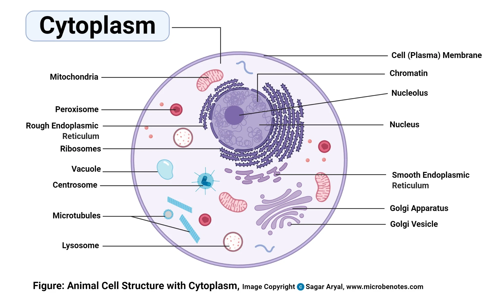 <ul><li><p>A stack of sacs, each of which contains the enzymes needed to function</p></li><li><p>Looks like ER but is farther from the nucleus</p></li><li><p>After proteins have been made, it modifies and packages them for transport and makes them fully mature</p></li></ul><p></p>