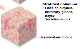 <p>Stratisfied columnar epithelium</p>