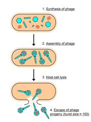 <p>a viral reproductive cycle in which copies of a virus are made within a host cell, which then bursts open, releasing new viruses</p>