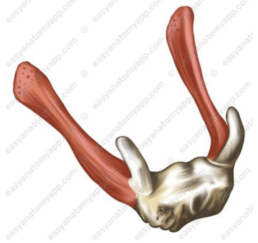 <p>Welk kenmerk is dit?</p>