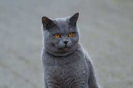 <ul><li><p>stocky body</p></li><li><p>thick, medium tail</p></li><li><p>short fine and dense coat</p></li><li><p>broad head</p></li><li><p>short face</p></li><li><p>eg british shorthair, manx</p></li></ul><p></p>