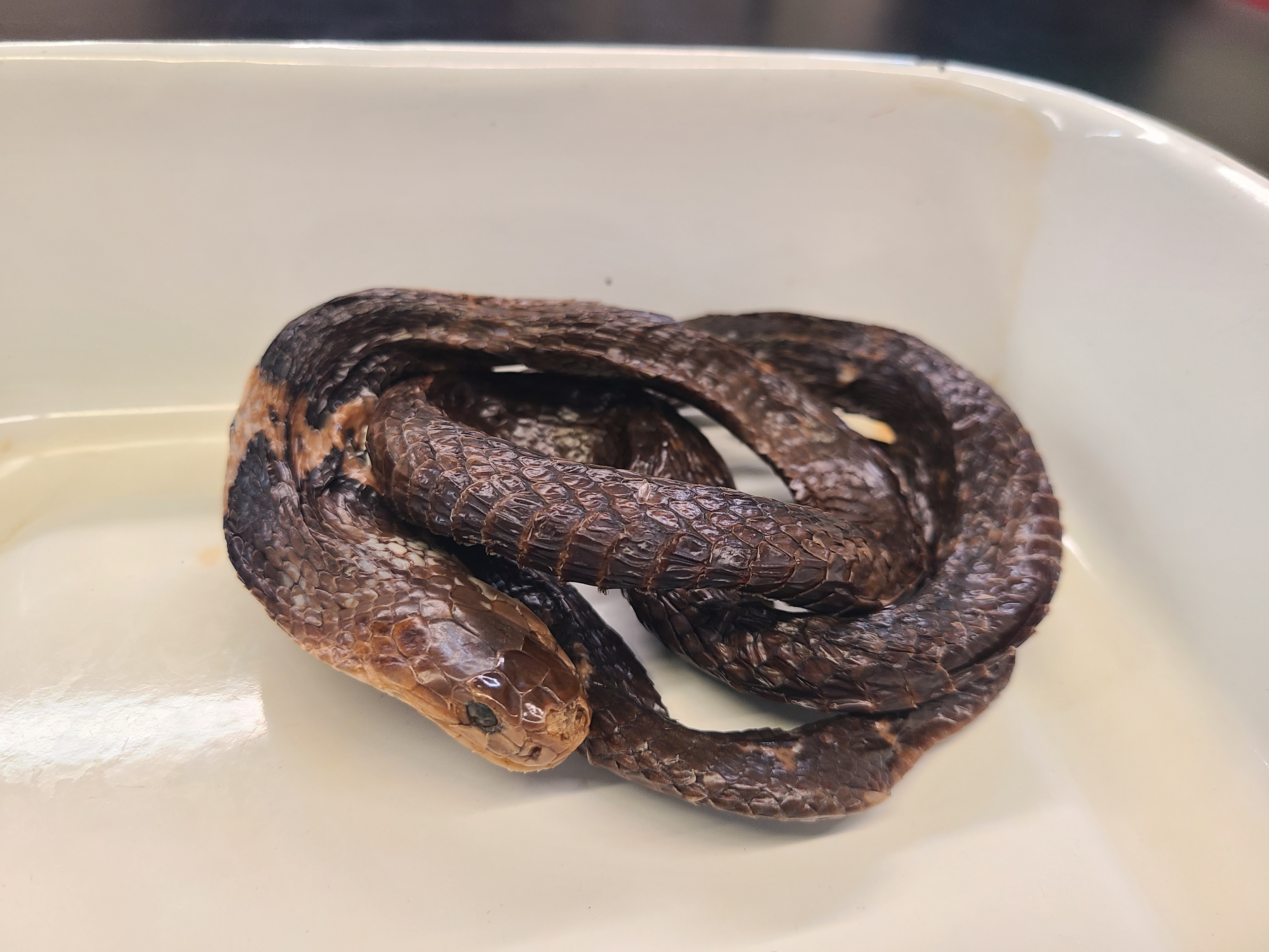 <p>Genus, Species, and feature</p>