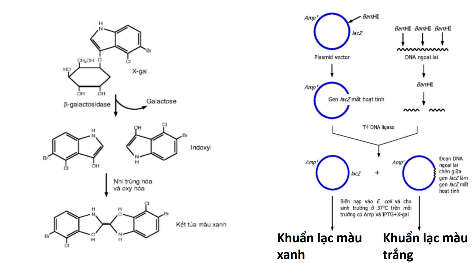 <p>Khử hoạt tính bằng chèn đoạn </p>