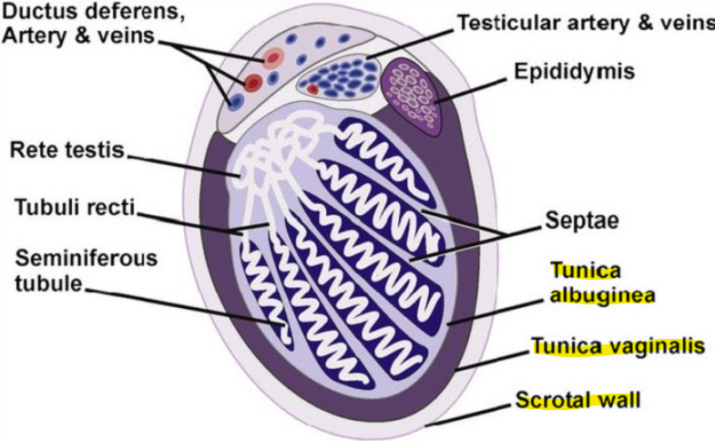 <ul><li><p>Scrotal wall</p></li><li><p>Tunica vaginalis </p></li><li><p>Tunica albuginea </p></li></ul><p></p>