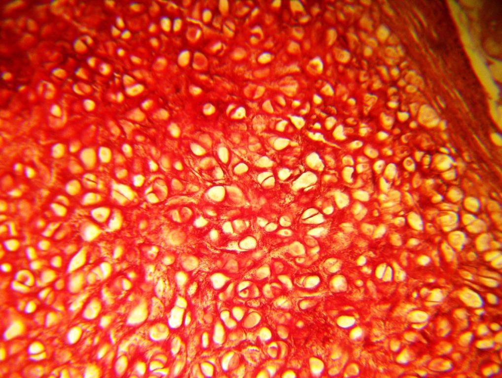 <p>Identifica el tejido</p>