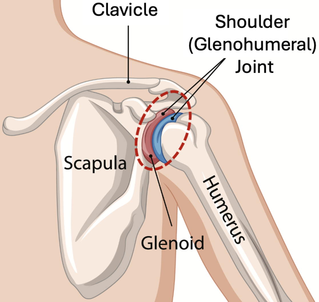 <p>one of the three intrinsic ligaments of the shoulder joint that strengthen the anterior articular capsule</p>
