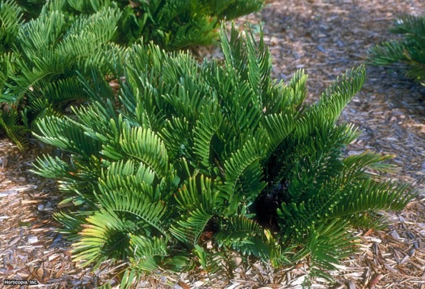 <p>Zamiaceae</p>