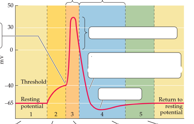 <p>What occurs in the resting potential?</p>