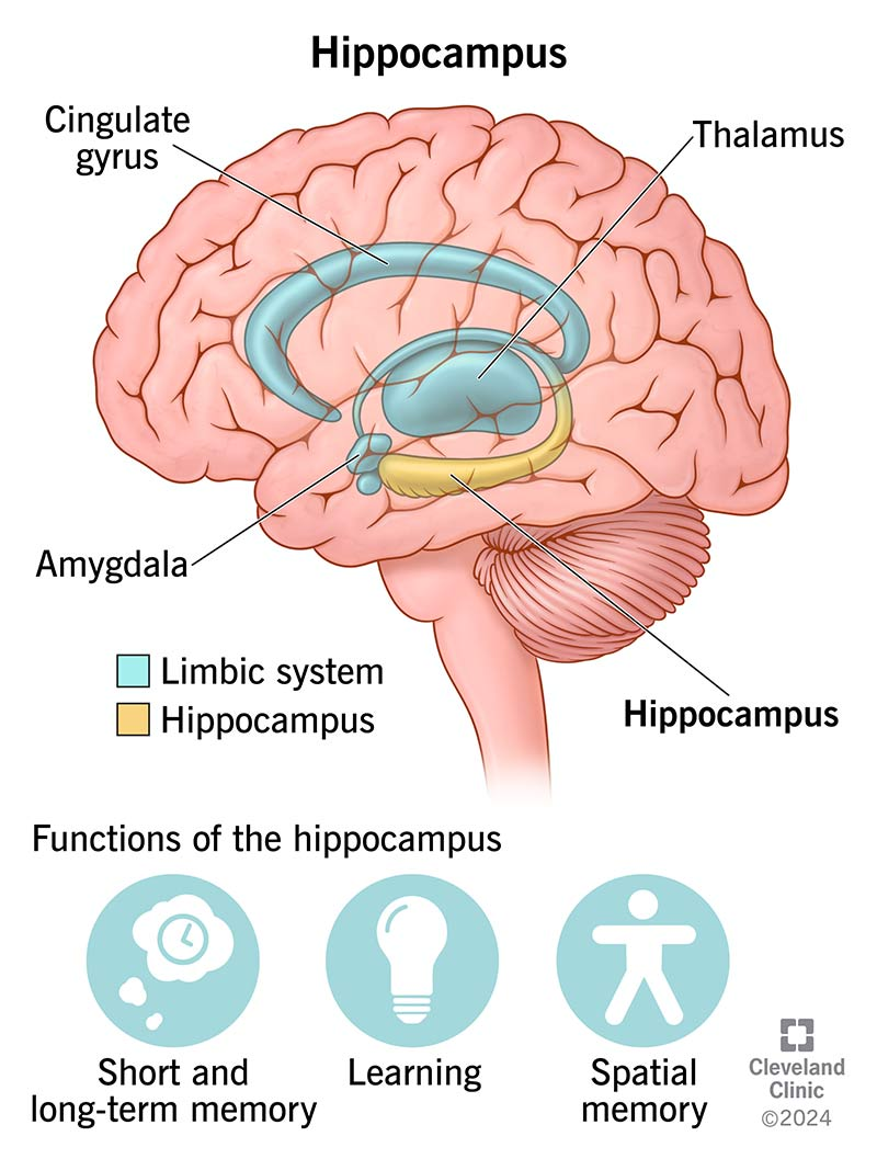 <ol><li><p>Contextual and temporal memory integration </p></li><li><p>Impaired contextualization → fragmented, “timeless” memories</p></li></ol><p></p>