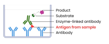 <p><strong>What is the first step in sandwich ELISA?</strong></p>