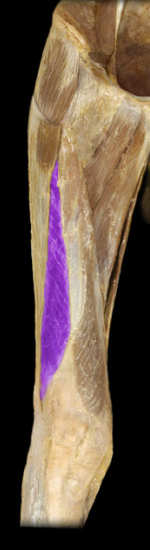 <p>knee extension</p>