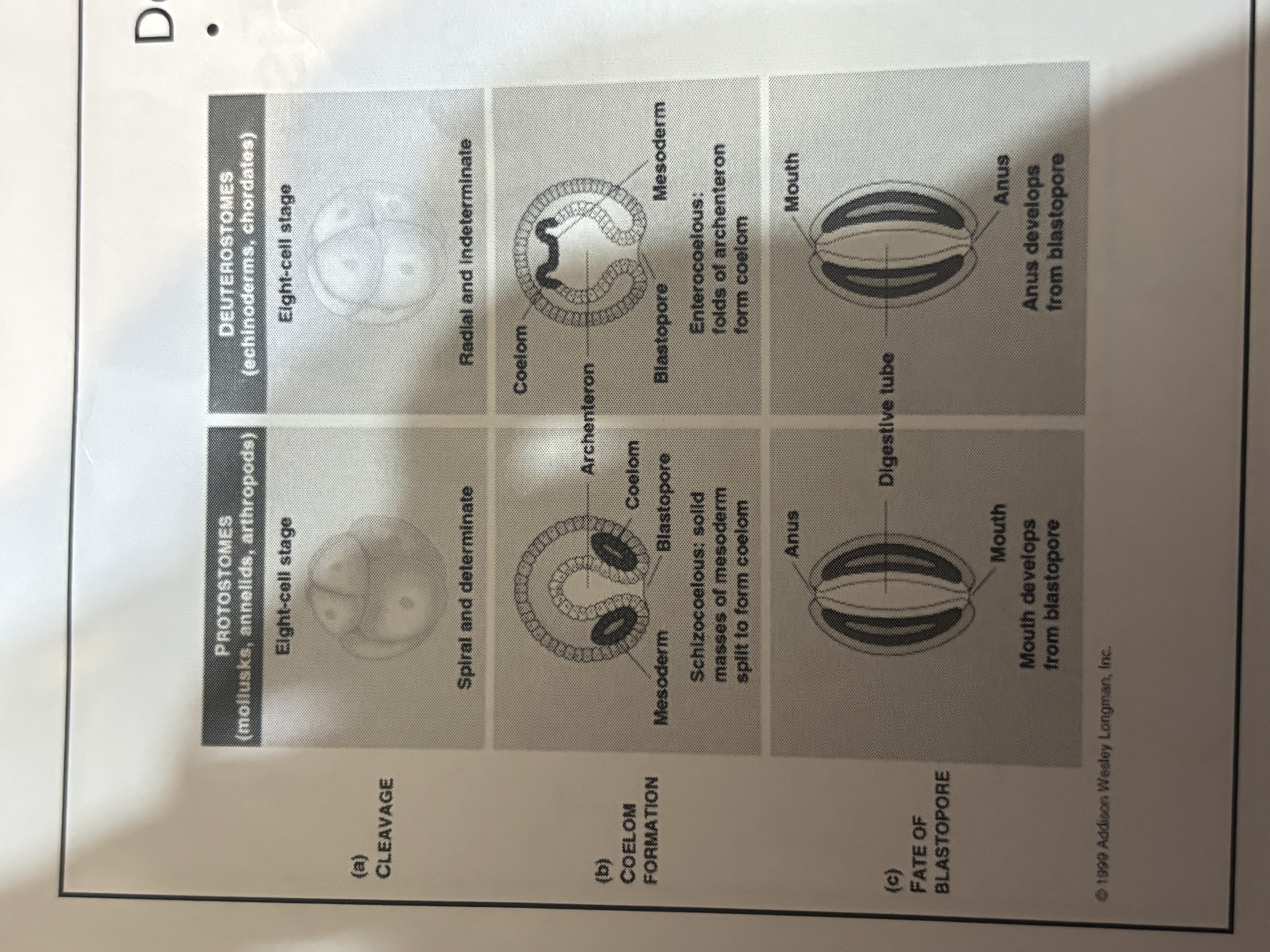 <p>Protostomes- molusca (claims snails) </p><p>Annelids- (segmented worms) </p><p>Arthropods - (crustaceans, insects) </p>
