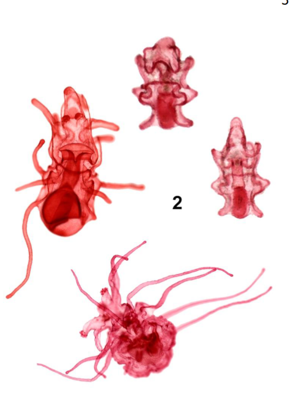 <p>What larval stage is this?</p>