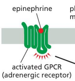 <p>Epinephrine binds to its GPCR</p>