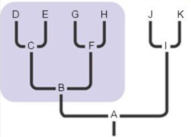 <p>includes the most recent common ancestor of the group and all of its descendants (clade)</p>