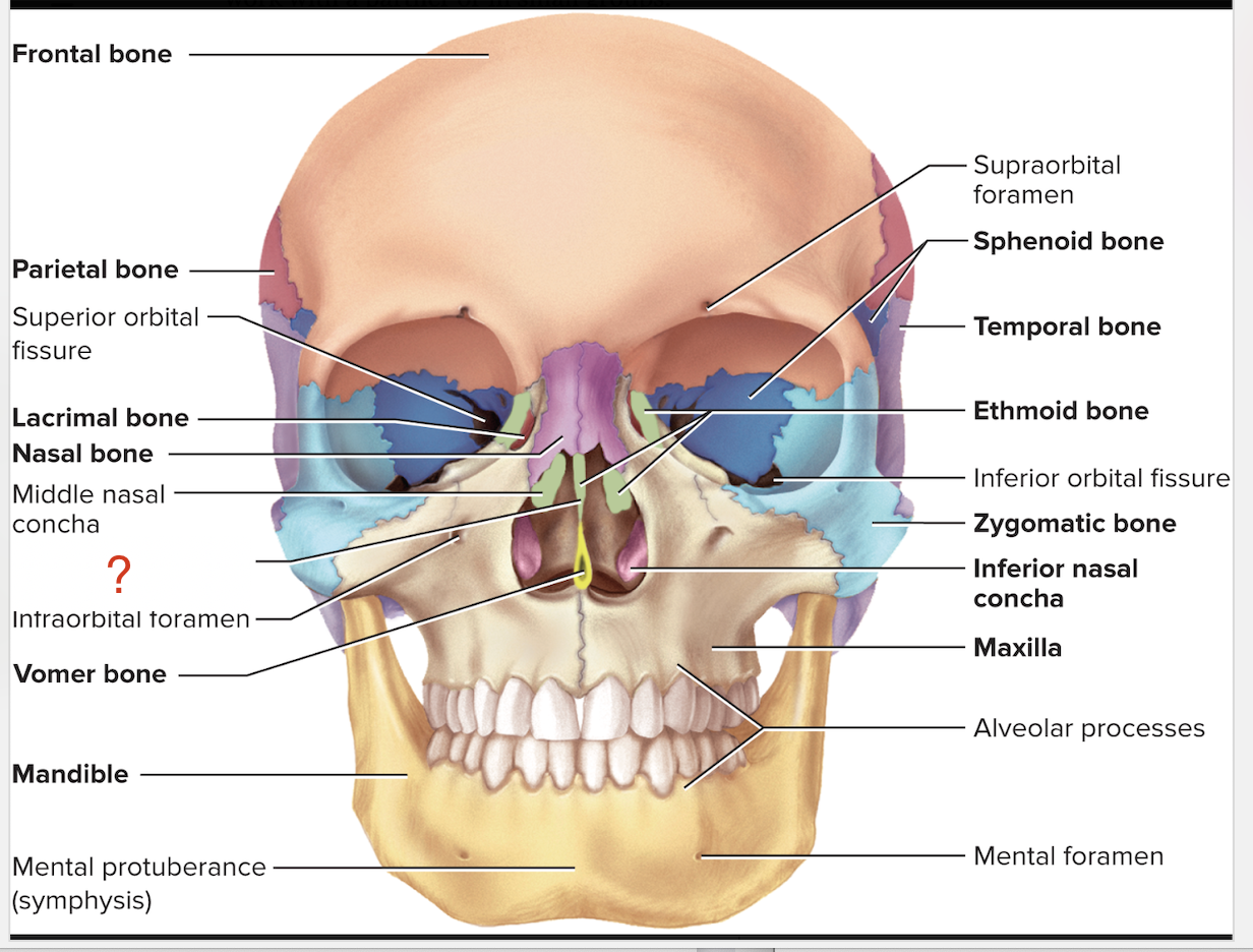 <p>What is the name of this bone marking that is part of the <strong>ethmoid? </strong></p>