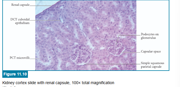 <p>correct answers</p>