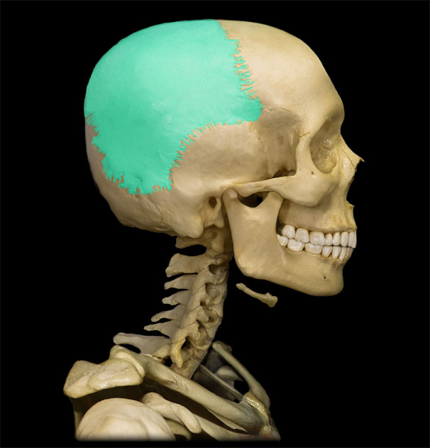 <p>What structure is shown?</p>