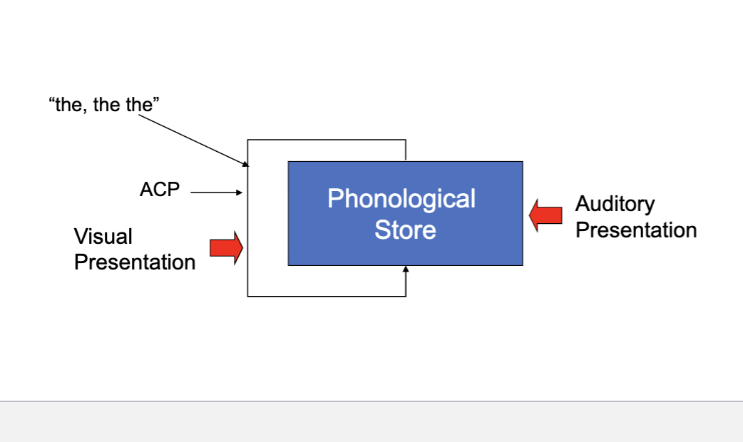 <ul><li><p>subject says ‘the the the the’ during list presentation or gets a tongue depressor to completely occupy ACP</p></li><li><p>ear and mouth have privileged access to phono. loop</p></li><li><p>disrupts ACP (loop used to rehearse info)</p></li><li><p>ACP is busy pronouncing the irrelevant words, it cannot be used to covertly rehearse the target information</p></li><li><p>word length effect is abolished</p><ul><li><p>rehearsal is completely blocked for both long and short words, removing the advantage for short words</p></li></ul></li></ul><p></p>