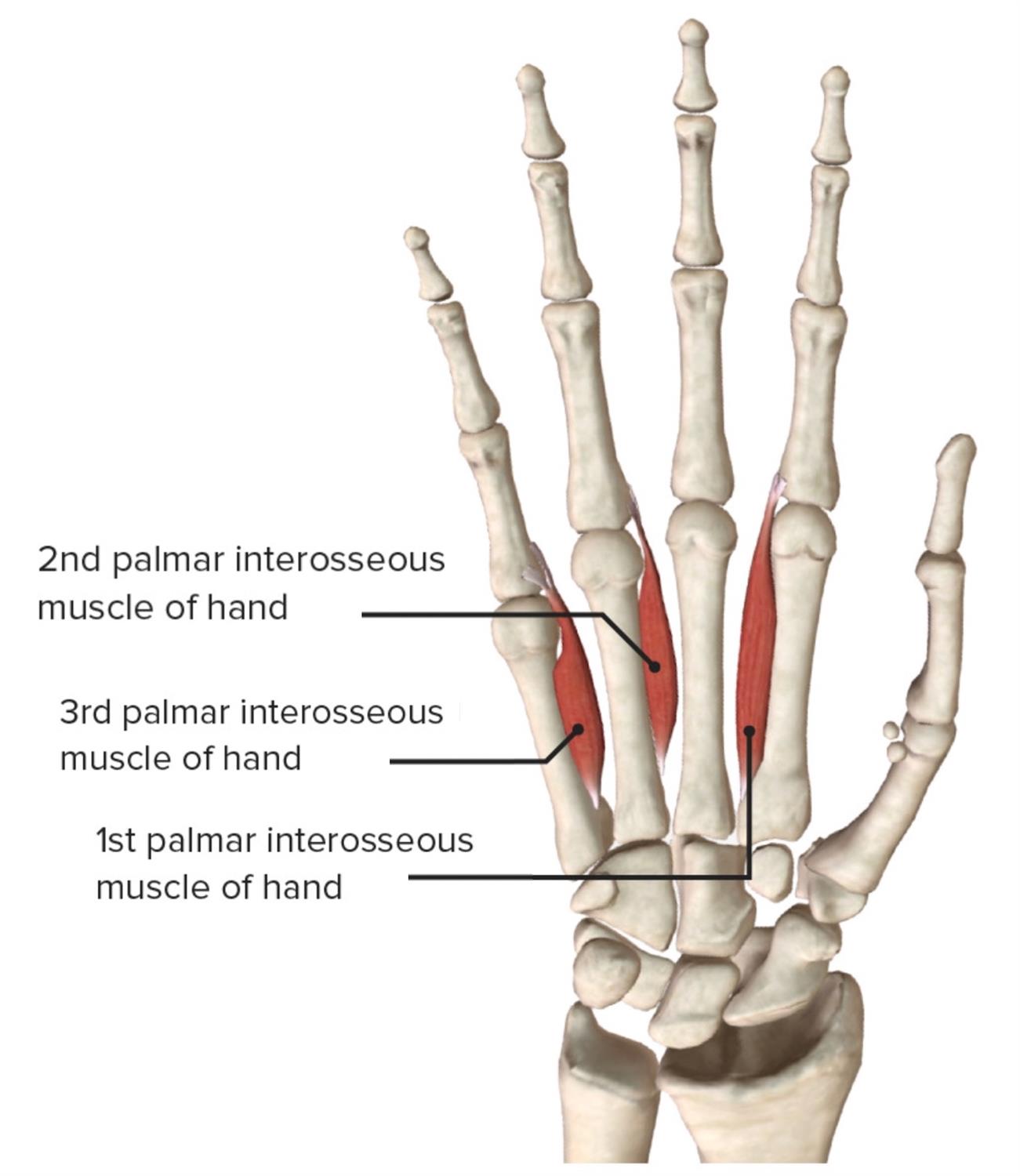 <p>what do the palmar interossi do?</p>