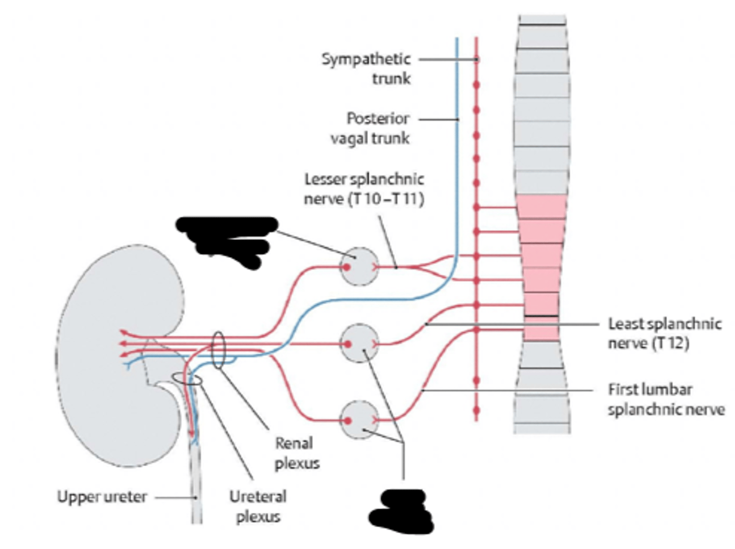<p>what is the location of the aorticorenal ganglion and renal plexus?</p>