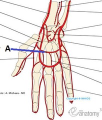 <p>Radial artery</p><p>Supplies palm/deep muscles of palm</p>