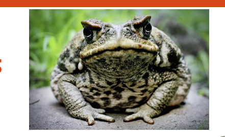 <p>name this animal</p>