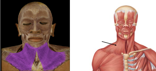 <p>tenses skin of neck</p>