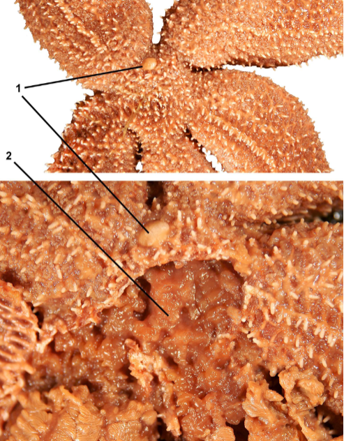 <p>class</p><p>label</p>