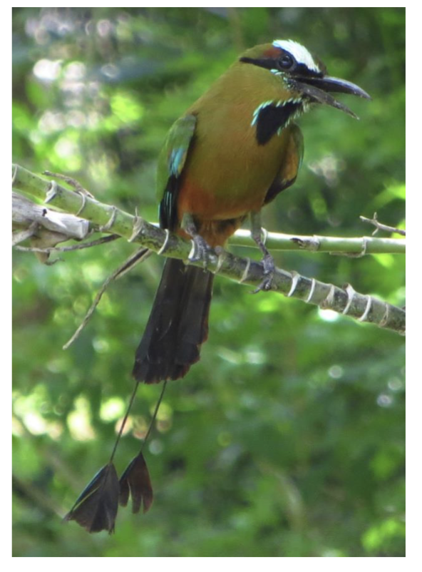 <ul><li><p><span style="background-color: transparent;">11,017 species </span></p></li><li><p><span style="background-color: transparent;">Live everywhere </span></p></li><li><p><span style="background-color: transparent;">Eat everything (but very few leaf eaters) </span></p></li><li><p><span style="background-color: transparent;">All egg layers, almost all make nests and have parental care </span></p></li></ul><p></p>