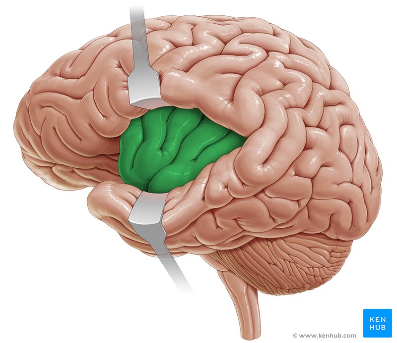 <p><span style="background-color: transparent;">&nbsp;Involved in the control of speech, language, breathing, and swallowing</span></p><ul><li><p><span style="background-color: transparent;">&nbsp;part of the limbic system (emotions, memory, etc.)</span></p></li><li><p><span style="background-color: transparent;">Under frontal and parietal lobes</span></p></li></ul><p></p>
