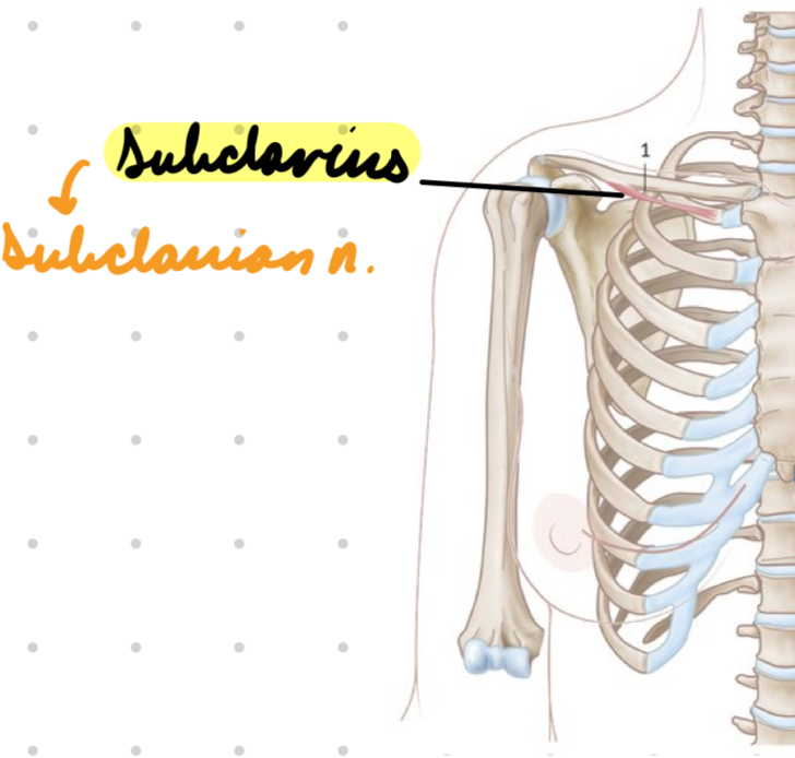 <p>Innervation: Subclavian n.</p><p>Action: Shoulder + clavicle depression</p>