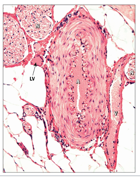 <ul><li><p>Carry blood away from the heart at high pressure</p><ul><li><p>Thicker walls than veins</p></li><li><p>Aorta and pulmonary trunk exit heart</p></li><li><p>Branch into smaller and smaller arteries</p><ul><li><p>Eventually lead to capillaries of systemic and pulmonary circuits, respectively</p><ul><li><p>Elastic tissue decreases/smooth muscle increases as arteries get smaller</p></li></ul></li></ul></li></ul></li></ul><p></p>
