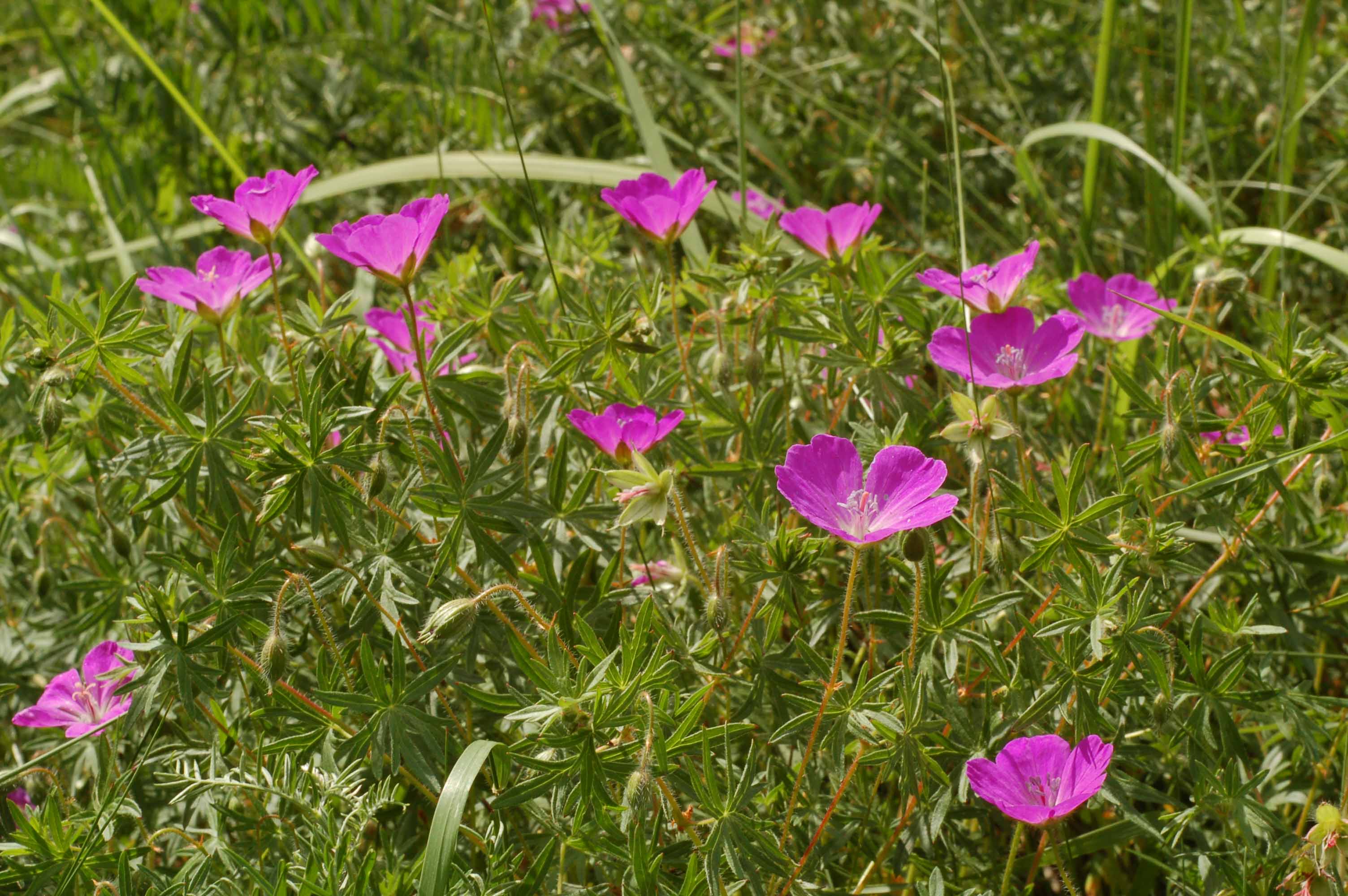 <p><span style="background-color: rgba(0, 0, 0, 0); line-height: 27px;">Klasa <strong>TRIFOLIO-GERANIETEA </strong></span>związek <strong>Ciepłolubne okrajki</strong></p>