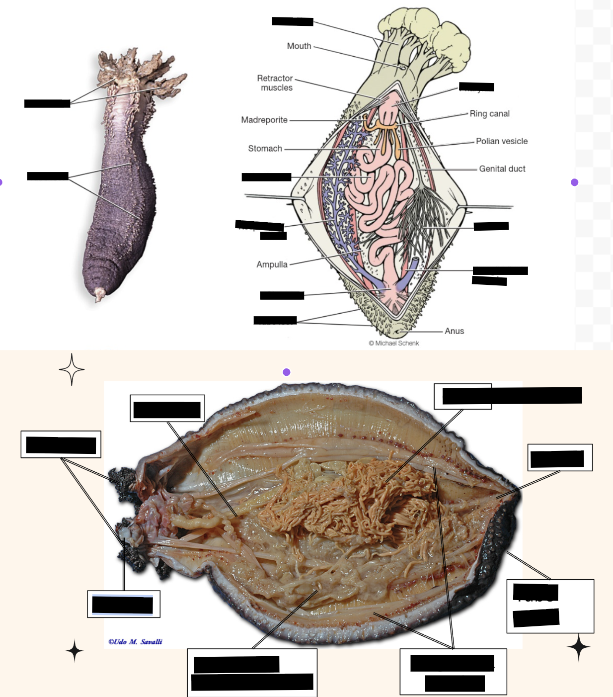 <p>Sea cucumber (clade, structures)</p>
