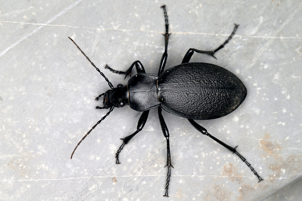 <p></p><p>rad:</p><p>druh:</p>