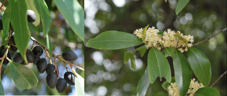 <p>Family<br>Genus<br>Species<br>Common Name</p>