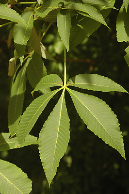 <p>Hippocastanaceae, Aesculus flava, Palmately-compound Opposite</p>