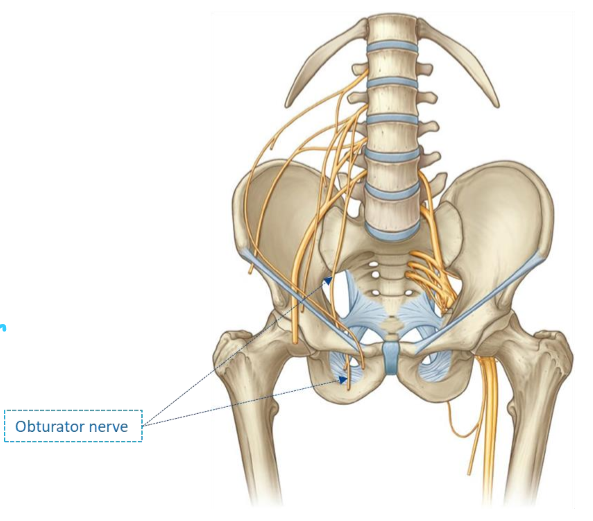 <ul><li><p>Receives input from <strong>L2-L4 anterior rami</strong></p></li><li><p>Travels <strong>medial</strong> to <strong>psoas major</strong></p></li><li><p>Leaves <strong>pelvis</strong> via <strong>obturator canal</strong></p></li><li><p>Splits into 2 branches → supply <strong>medial compartment</strong> of <strong>thigh</strong></p></li></ul><p></p>