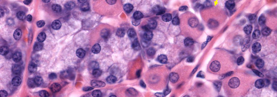 <p>duid eosinofiel en basofiel aan</p>