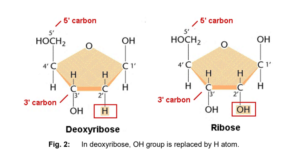 <p>What is pentose sugar:</p><ul><li><p>They are <strong>five-carbon sugars</strong> and occur as ring forms. </p></li><li><p>In nucleic acids, the <strong>5’ carbon</strong> is <strong>linked in</strong> <u>an ester bond to the phosphate group</u> </p></li><li><p>In nucleic acids, the <strong>1’ carbon</strong> is <strong>linked in</strong> <u>a glycosidic bond to the nitrogenous base</u></p></li></ul><p></p><p>Two types of pentose are found in nucleic acids: </p><ul><li><p>Deoxyribose (in DNA)</p></li><li><p>Ribose (in RNA)</p></li></ul><p></p><p>Deoxyribose VS Ribose sugars:</p><ul><li><p>At the <strong>2’ carbon</strong> of deoxyribose, the hydroxyl group (-OH) is replaced by a hydrogen atom (H).</p><ul><li><p>Deoxyribose → H attached to 2’carbon</p></li><li><p>Ribose → OH attached to 2’ carbon</p></li></ul></li><li><p>Characteristics:</p><ul><li><p>In <strong><u>ribose</u></strong>, <strong>partial negative charge</strong> of the <strong>hydroxyl group</strong> <strong><u>repels</u> </strong>the <strong>negative charge of the phosphate</strong>, preventing the RNA chain from coiling in as tight a helix as it does in DNA.</p></li><li><p>Deoxyribose → More stable</p></li><li><p><strong>RNA </strong>→ <strong>More susceptible</strong> to chemical and enzyme <strong>degradation</strong></p></li></ul></li></ul><p></p>