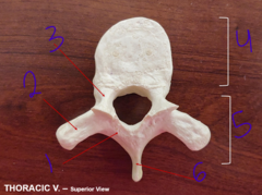 <p>Thoracic - #4</p>