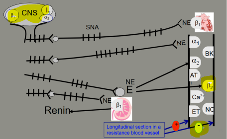 <p>How does β2 activation affect blood vessels?</p>