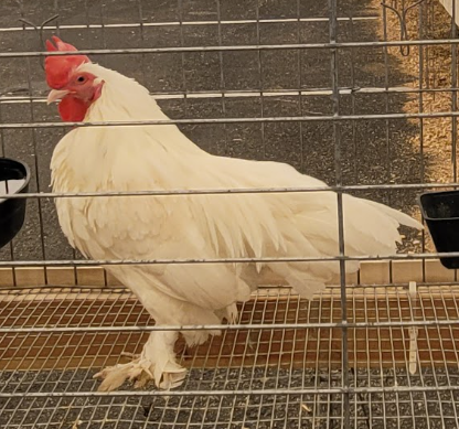 <p>What Cock is this?</p>