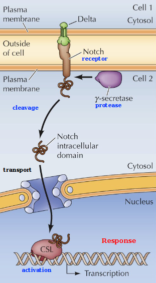 <p>The binding of Delta leads to proteolytic cleavage of Notch by γ-secretase complex</p><p>This releases Notch intracellular domain  which translocates to the nucleus and interacts with CSL - a transcription factor to induce gene expression. This controls cell fate during development.</p>