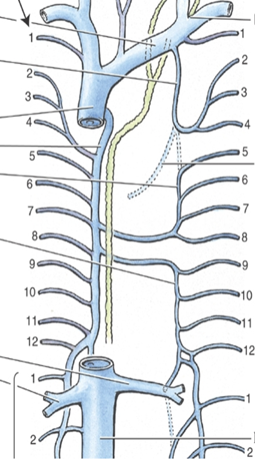 <p><span>Veins of the Thorax</span></p>