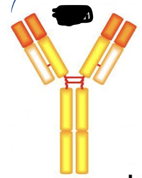 <p>Identify the Ab in the picture</p>